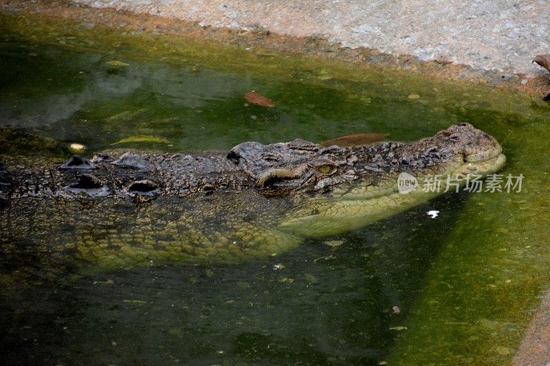 鳄鱼在Wat Chakrawat寺庙，唐人街区，曼谷，泰国